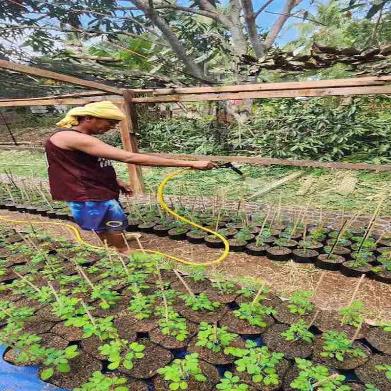 15 - Samal nursery 02 -20.09.24 - 800 x 800