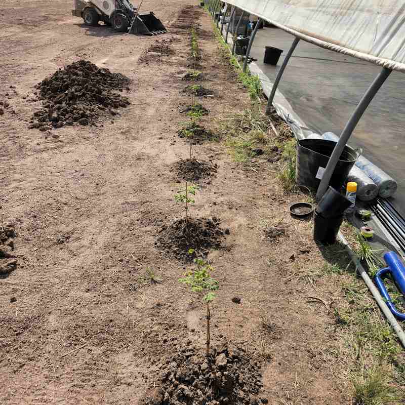 19 - Seedling Planting 800x800 20241022 - 04