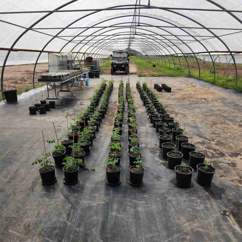 24.11.18 Seedlings Pre-planting-02
