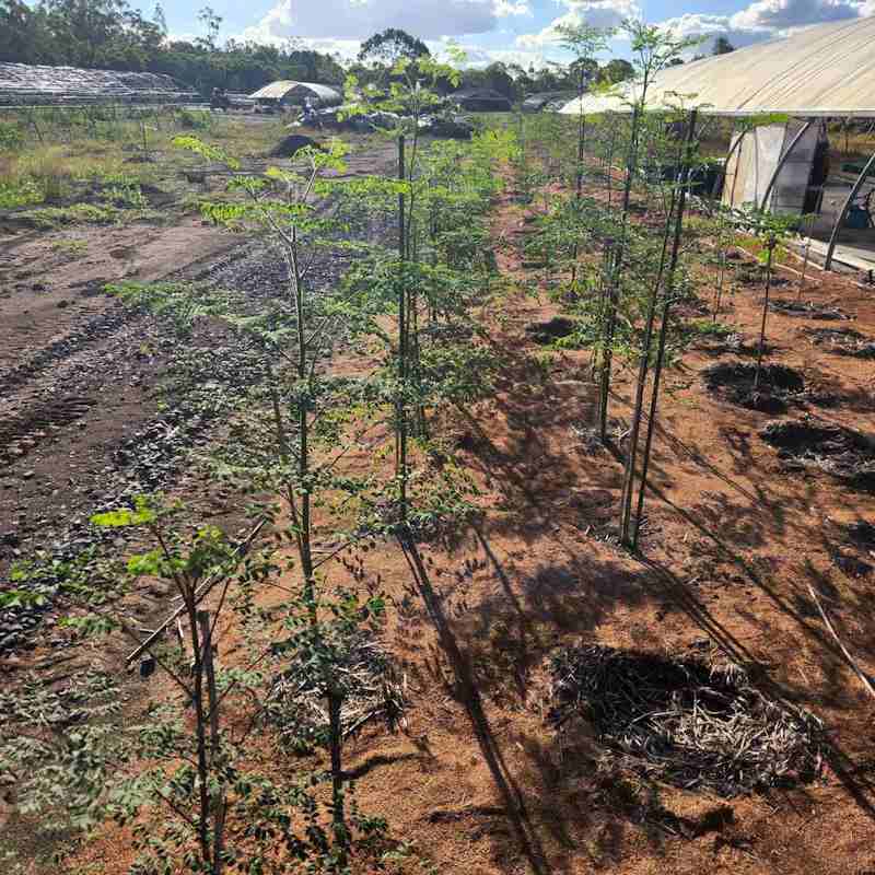 25.03.15 - Member Mini Plantation Seedlings-03