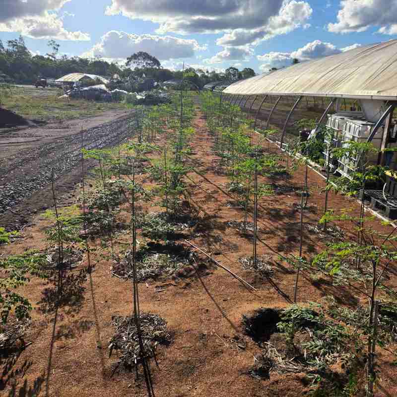 25.03.15 - Member Mini Plantation Seedlings-04