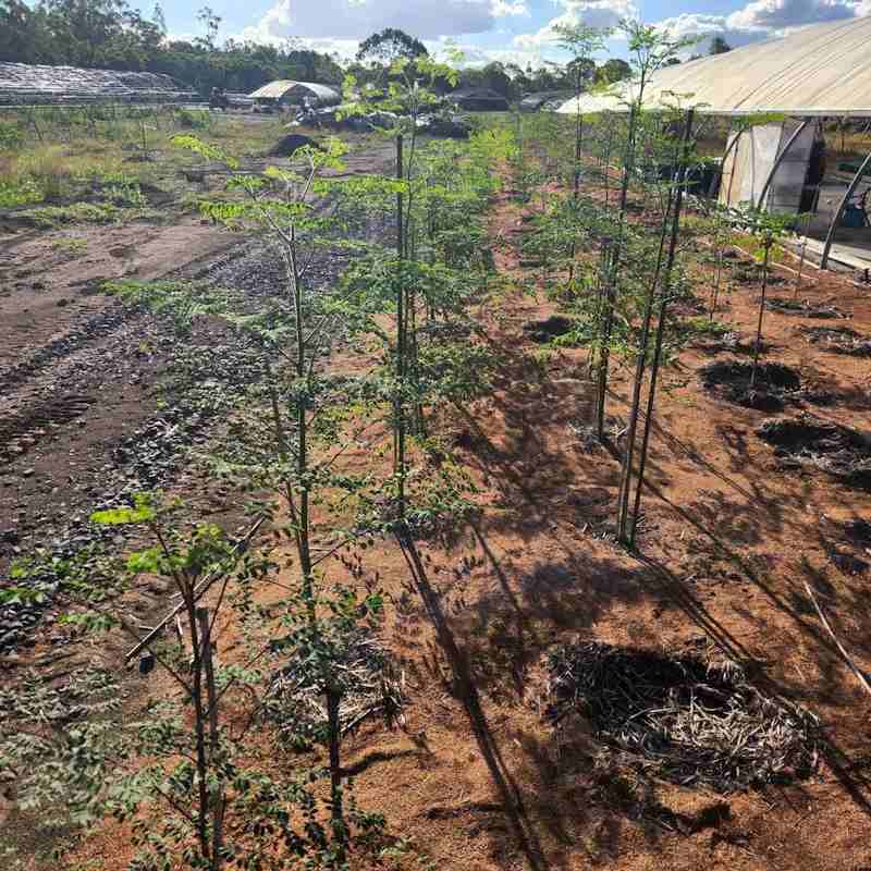 25.03.15 - Member Mini Plantation Seedlings-800x800-03