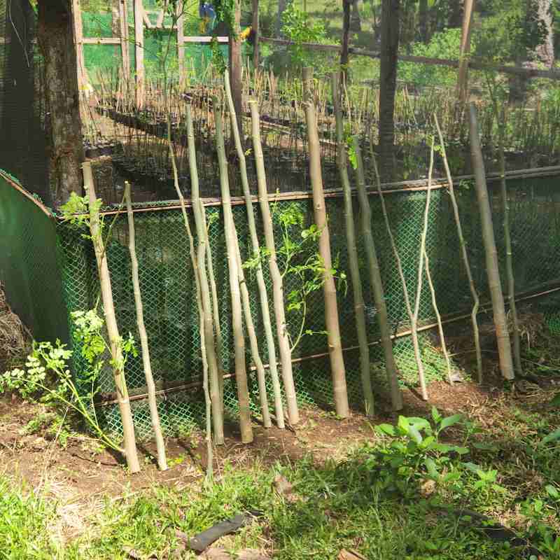 52 - Samal Trim