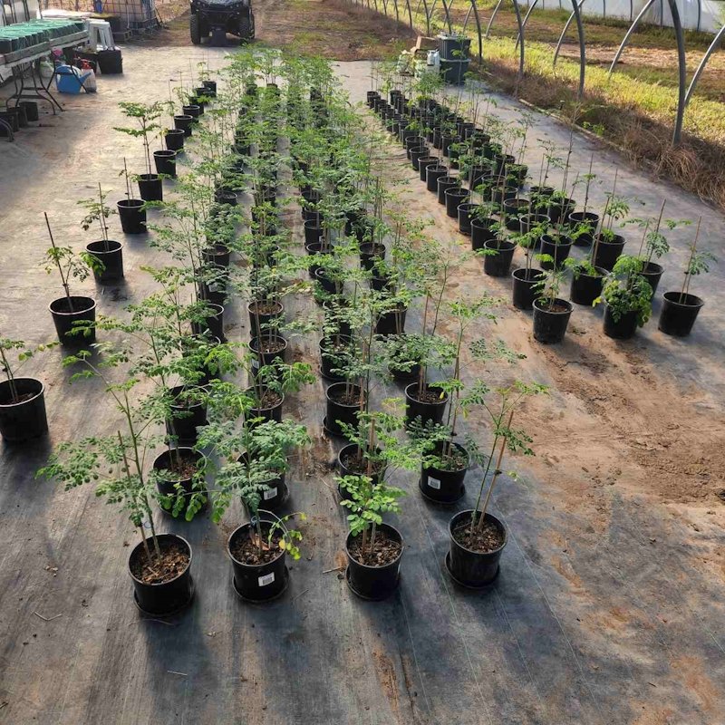 25.03.15 - Member Mini Plantation Seedlings-800x800-02